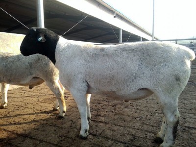 供应梁山县纯种黑头杜泊羊种公羊对牙左右价格不高