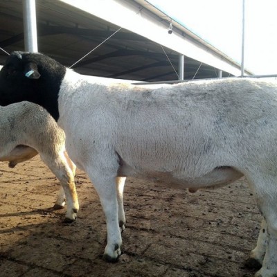 供应梁山县纯种黑头杜泊羊种公羊对牙左右价格不高